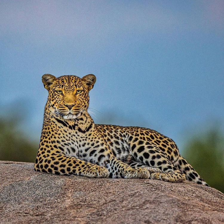 6 Day Simba Safaris in Tanzania | Outguided