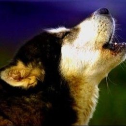 Yellowstone Dog Sled | Outguided