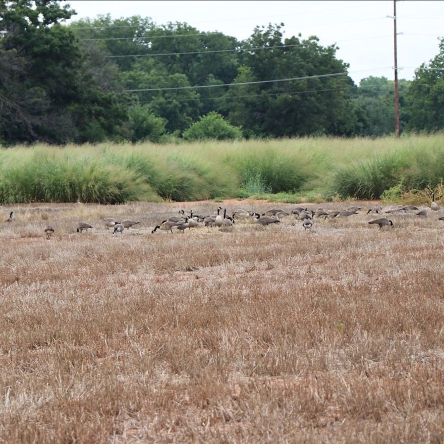 FullDay Guided Goose Hunt Outguided