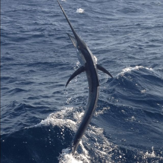 10Hour Swordfish Hunt on The Big Boat Outguided