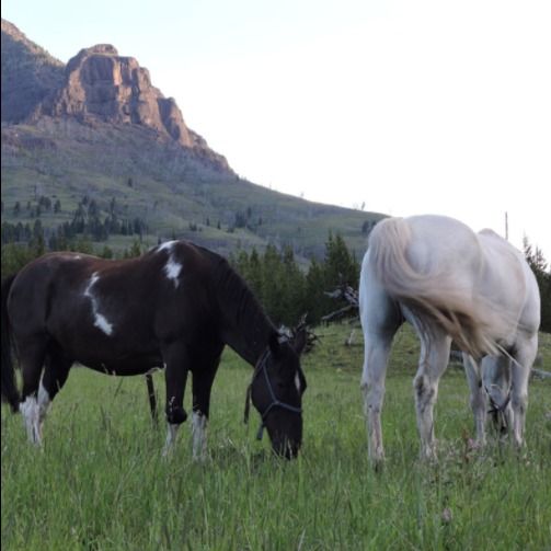Cache Creek Fishing & Photography 5 Day Backcountry Horse Packing Trip